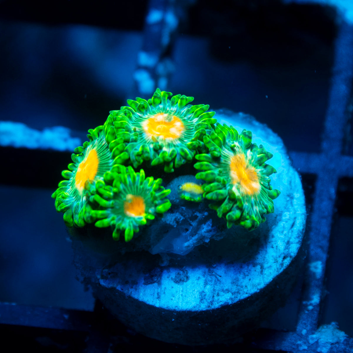 Orange Burst Zoanthids live reef coral - AquaGemCorals
