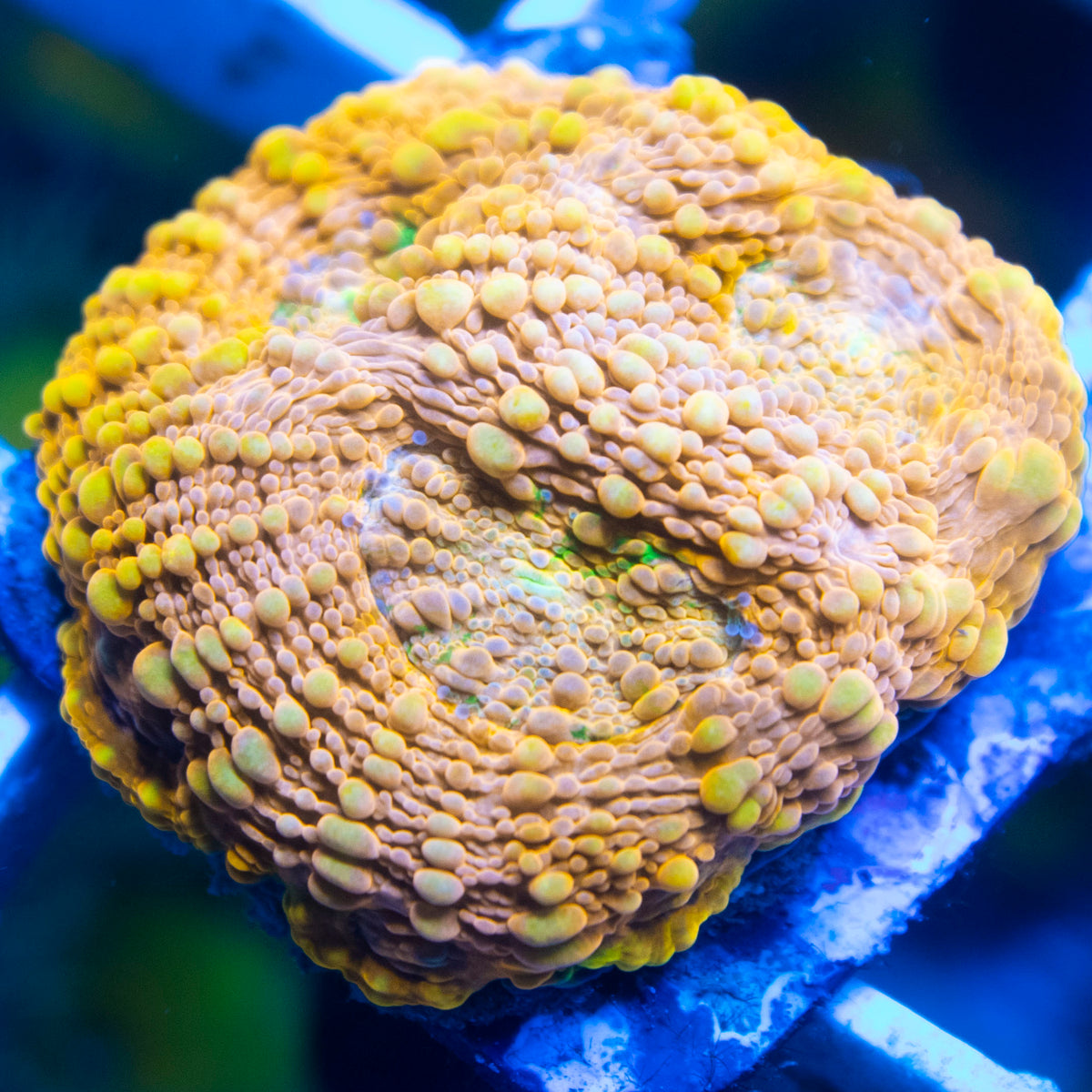 Orange Crush Acanthastrea echinata live reef coral - AquaGemCorals