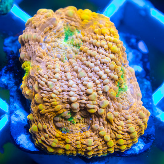 Orange Crush Acanthastrea echinata live reef coral - AquaGemCorals