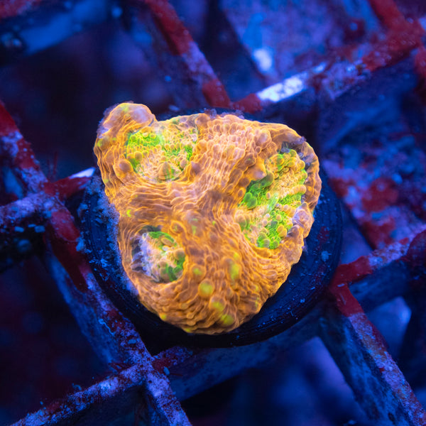 Orange Crush Acanthastrea