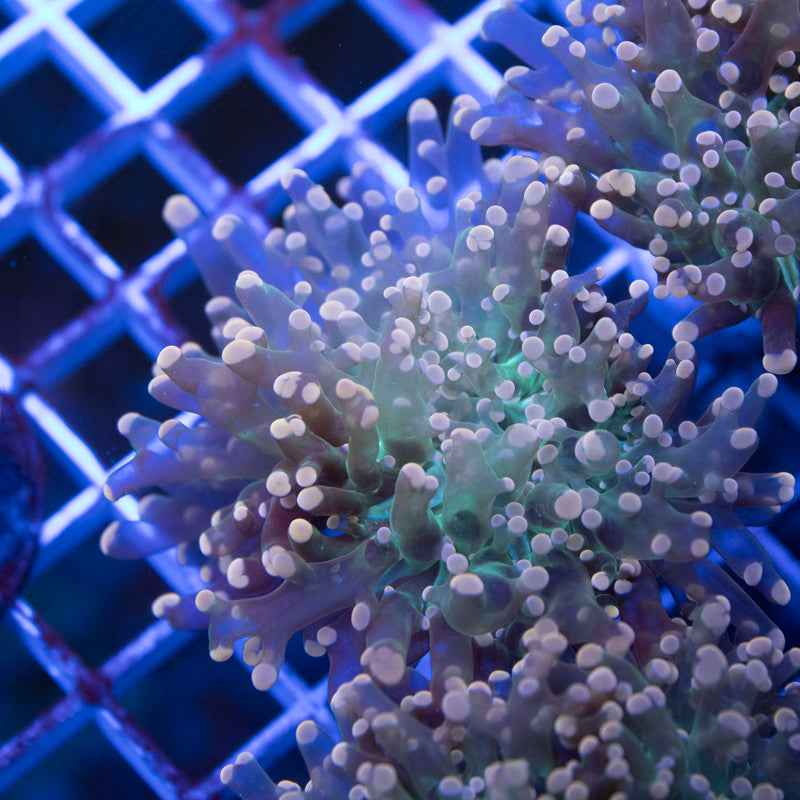 Orange Crush Branching Frogspawn - AquaGemCorals