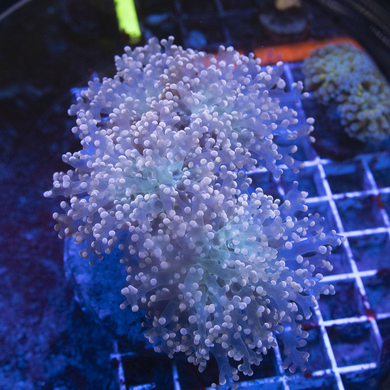 3 Polyp Orange Crush Branching Frogspawn