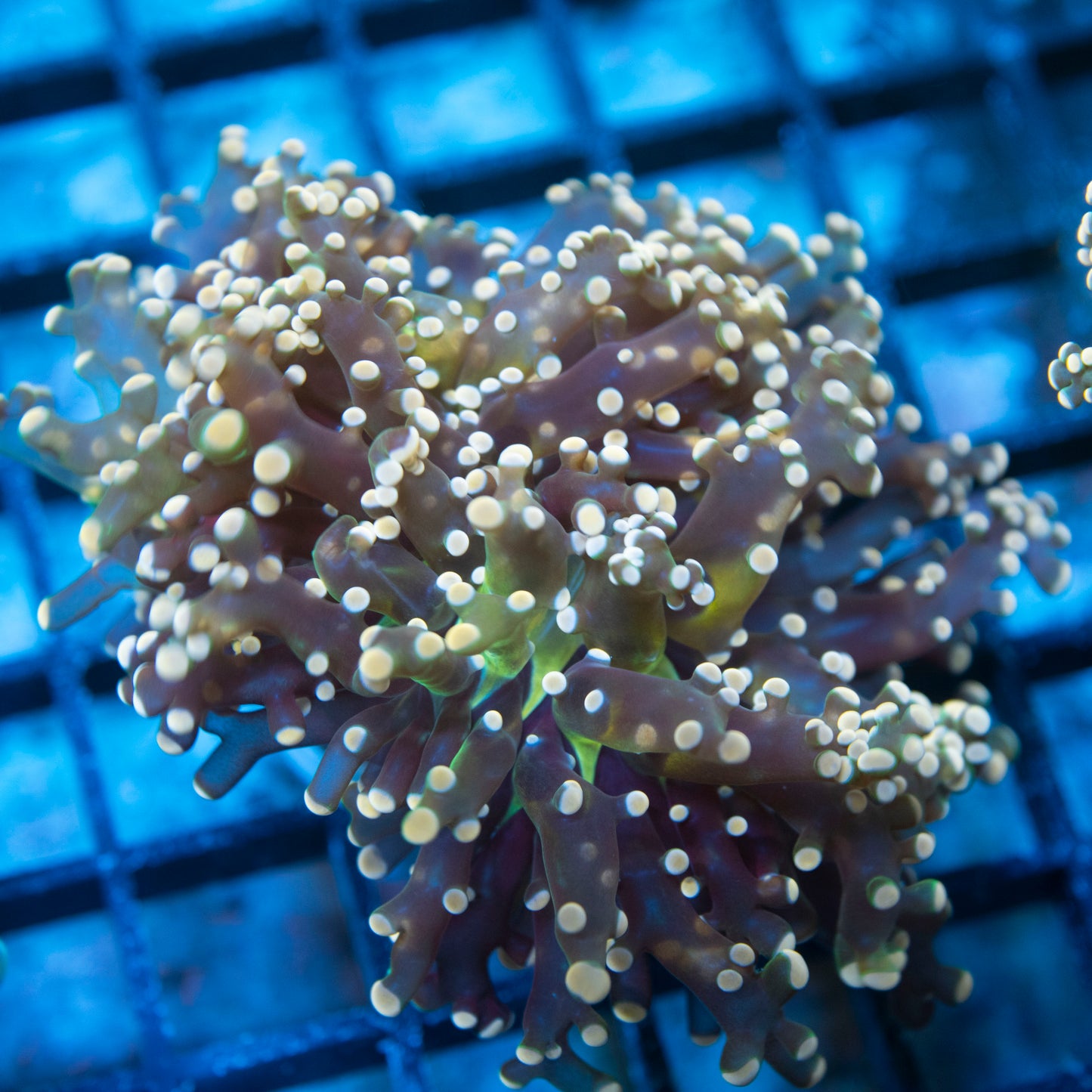Orange Crush Frogspawn live coral for saltwater reef aquarium