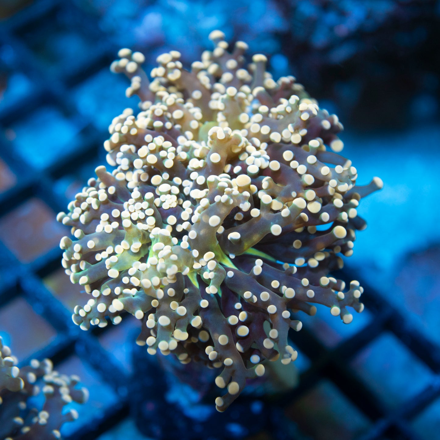 Orange Crush Frogspawn live coral for saltwater reef aquarium