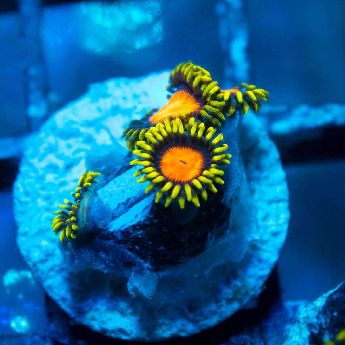 Orange Dragon Eye Zoanthids live reef coral - AquaGemCorals