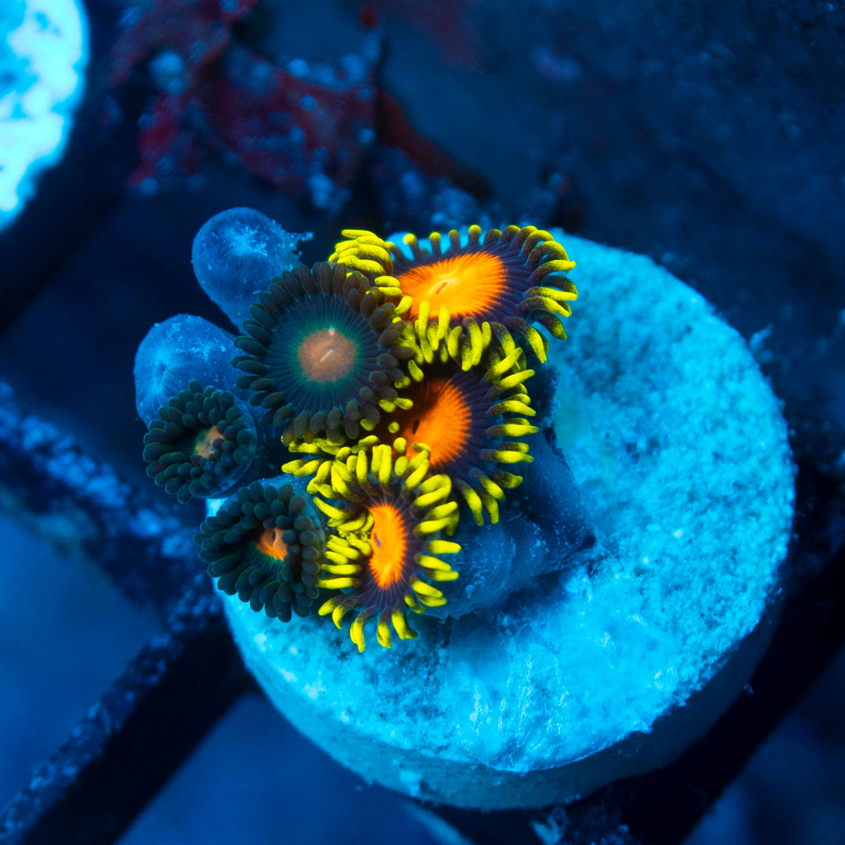 Orange Dragon Eye Zoanthids live reef coral - AquaGemCorals