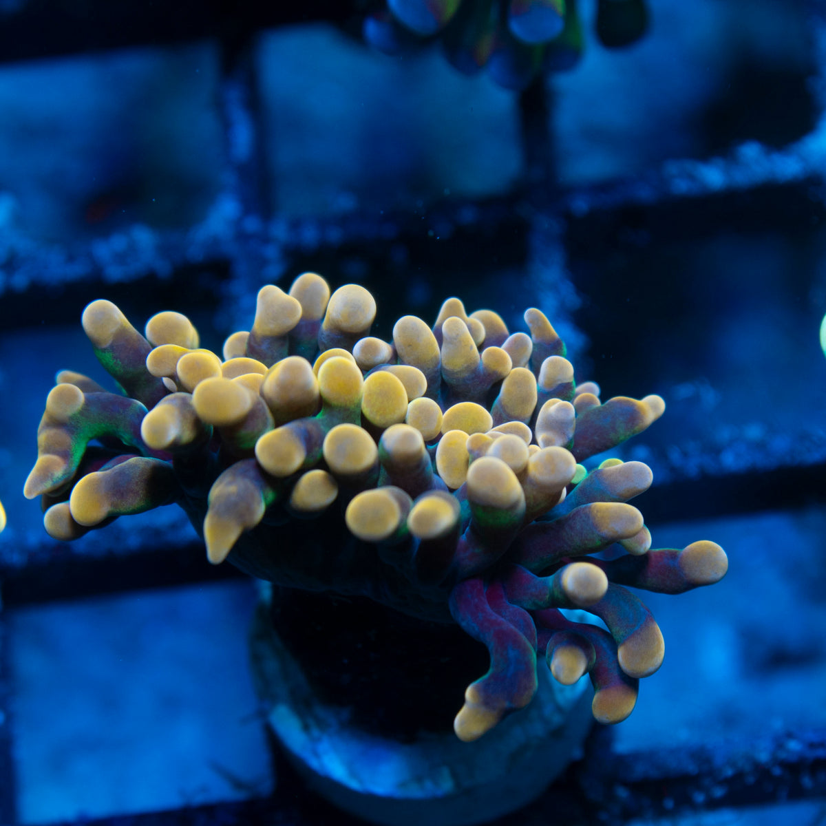 Orange Hammer live reef coral - AquaGemCorals