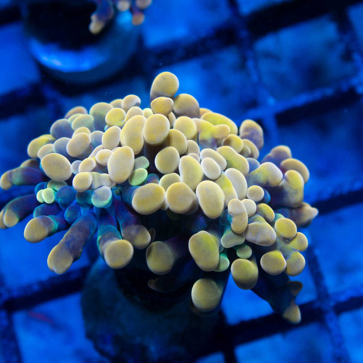 Orange Hammer live reef coral - AquaGemCorals