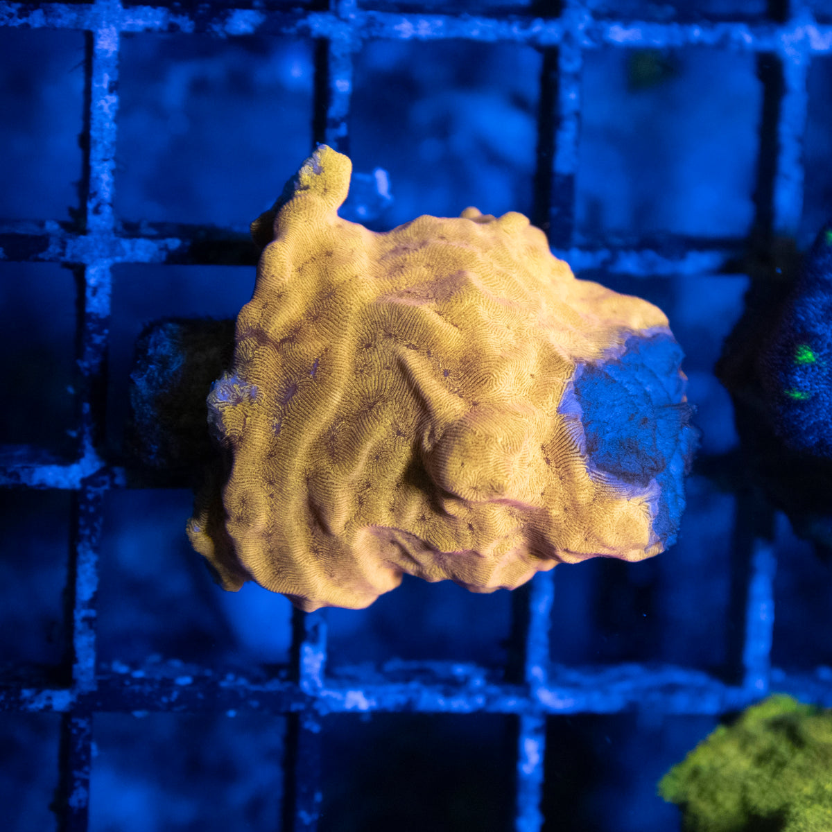 Orange Leptosseris coral frag from AquaGem Corals