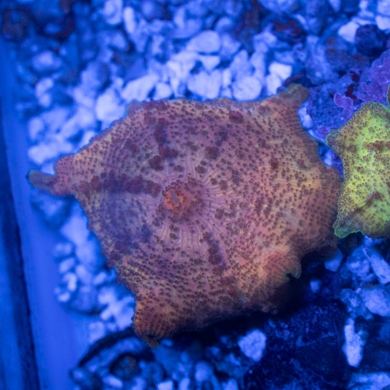 Orange Neglecta Mushroom - AquaGemCorals