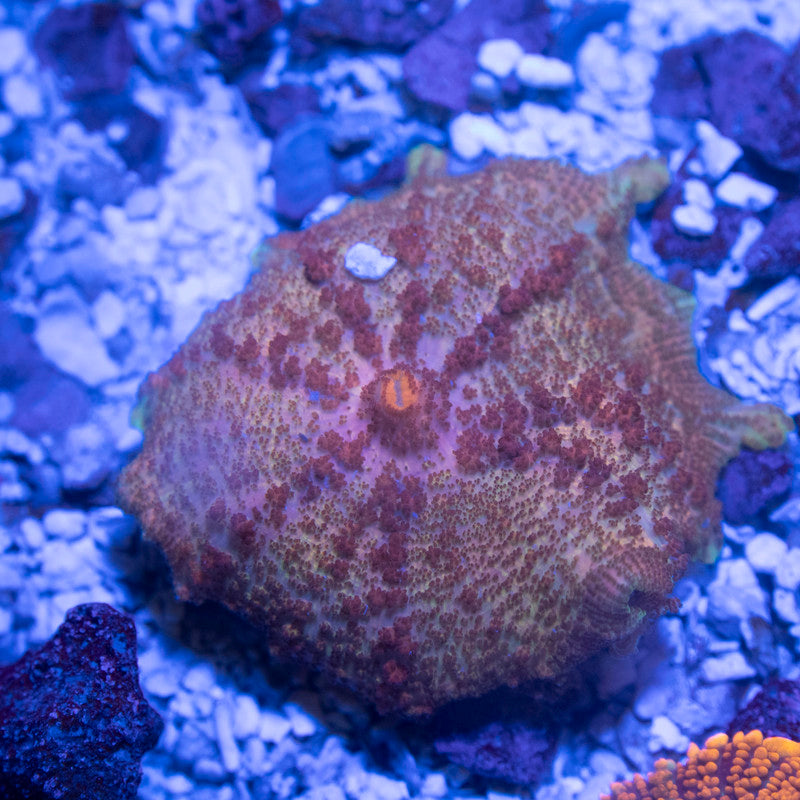 Orange Neglecta Mushroom - AquaGemCorals