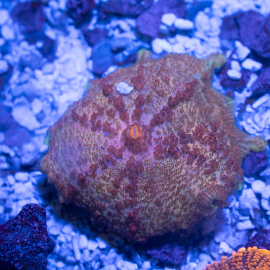 Orange Neglecta Mushroom - AquaGemCorals