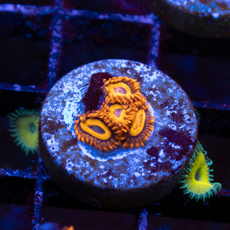 Orange Oxide Zoa