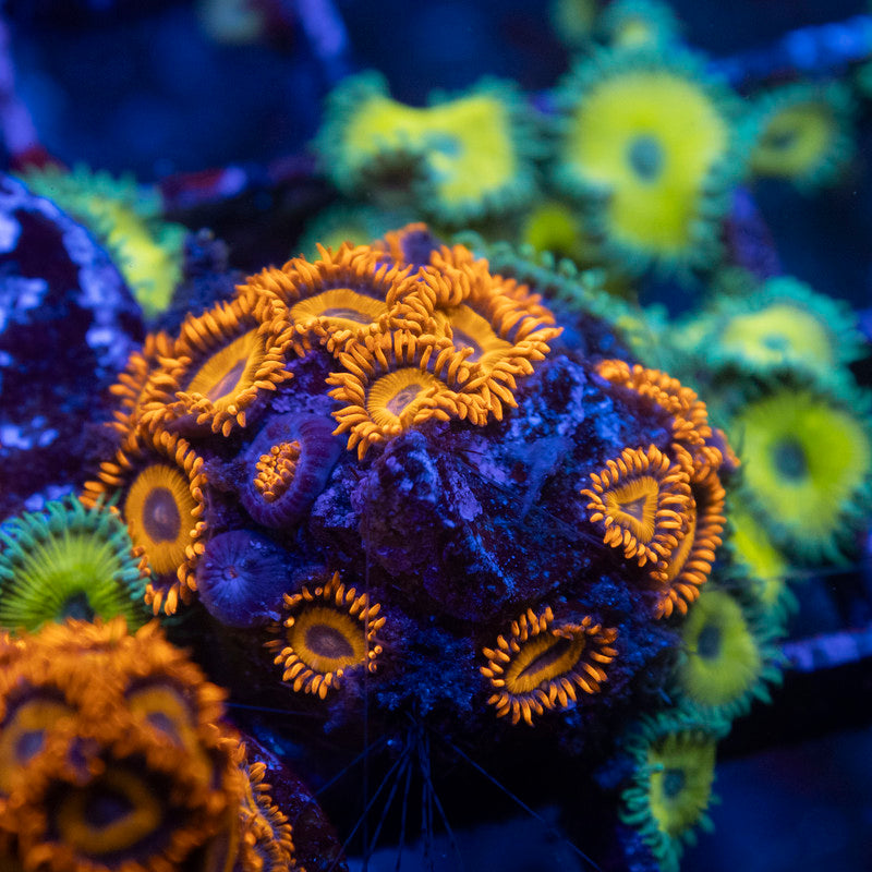 Orange Oxide Zoa