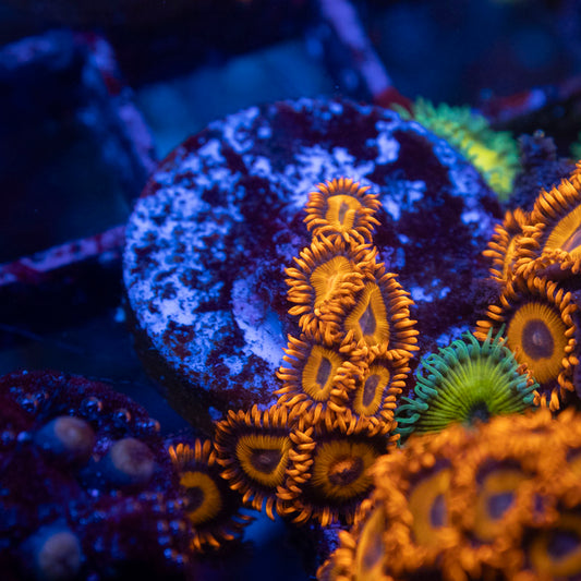 Orange Oxide Zoa