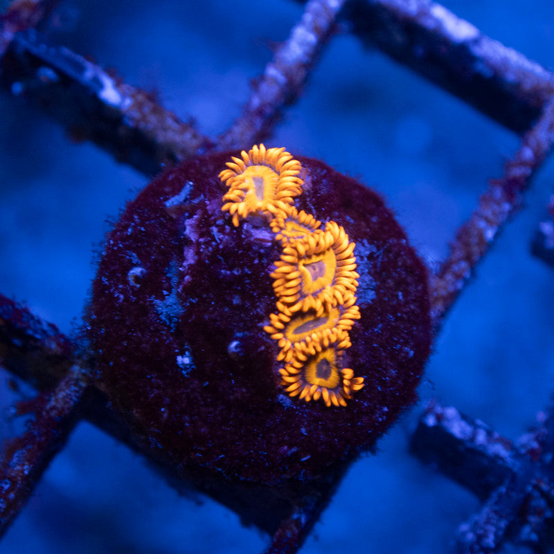 Orange Oxide Zoa - AquaGemCorals