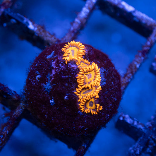 Orange Oxide Zoa - AquaGemCorals