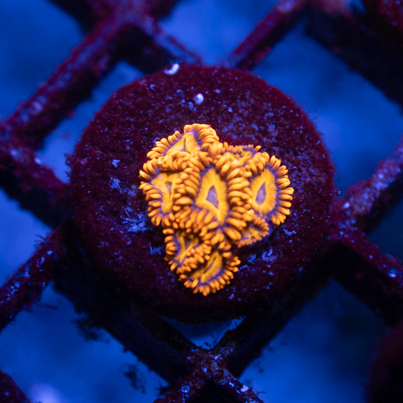 Orange Oxide Zoa - AquaGemCorals