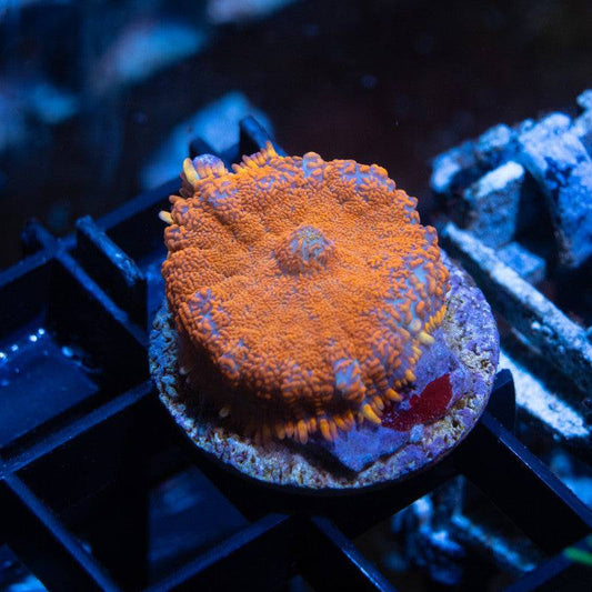 Orange Rhodactis Mushroom - AquaGemCorals