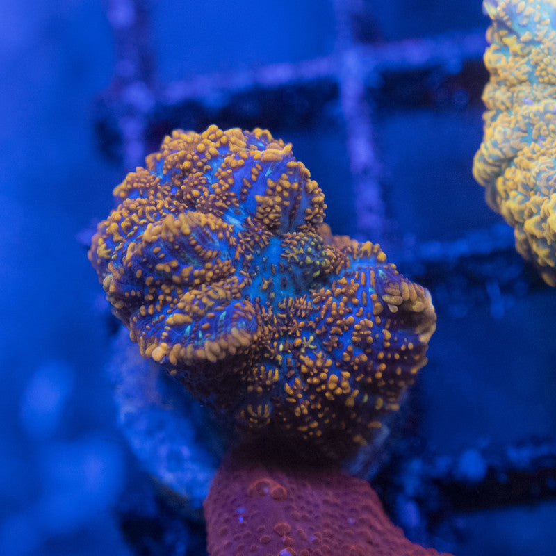 Orange Rhodactis Mushroom WYSIWYG live coral for sale at AquaGemCorals