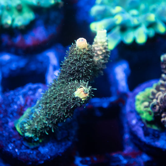 Orange Shurbert Acropora