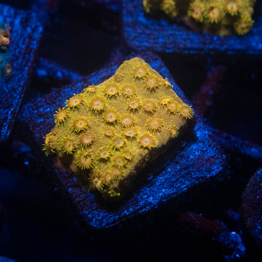 Orange Sunburst Cyphastrea