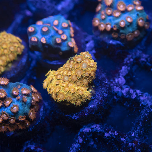 Orange Sunburst Cyphastrea