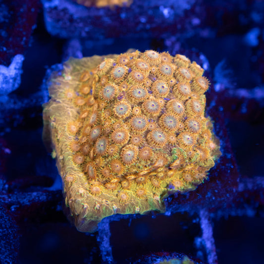 Orange Sunburst Cyphastrea - AquaGemCorals