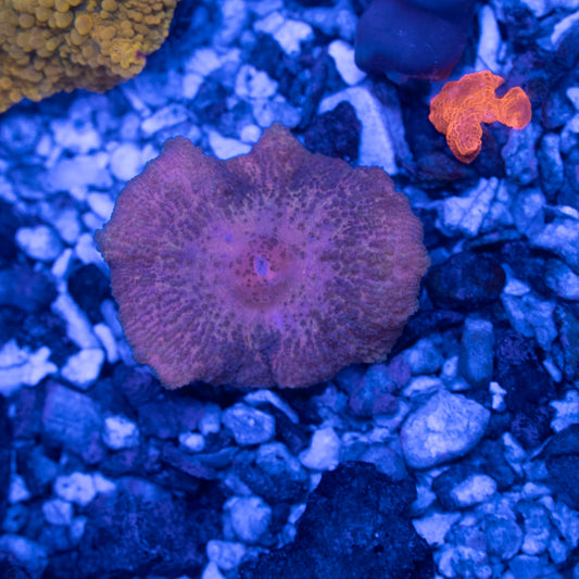 Orange Neglecta Mushroom - AquaGemCorals