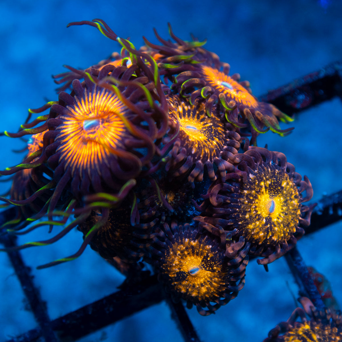 Pandora Zoa live reef coral - AquaGemCorals