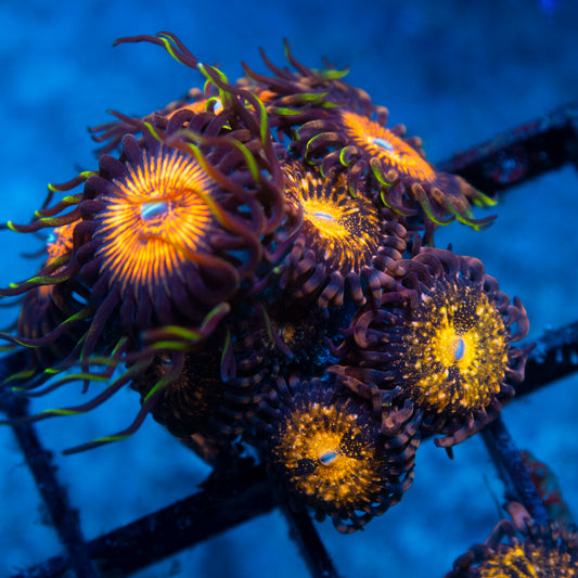 Pandora Zoa live reef coral - AquaGemCorals