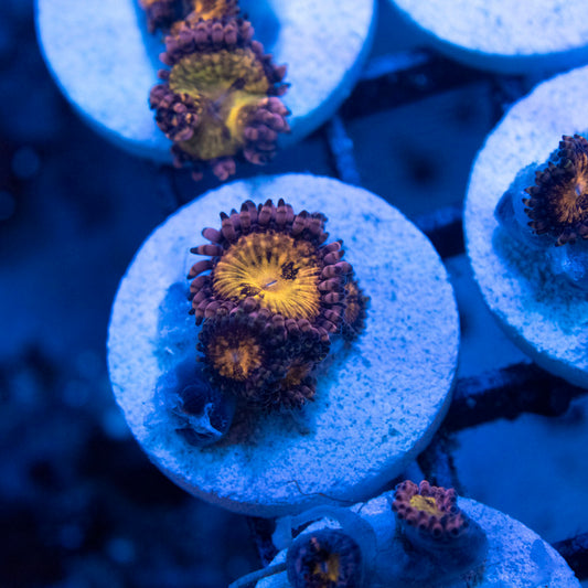 Pandora Zoa