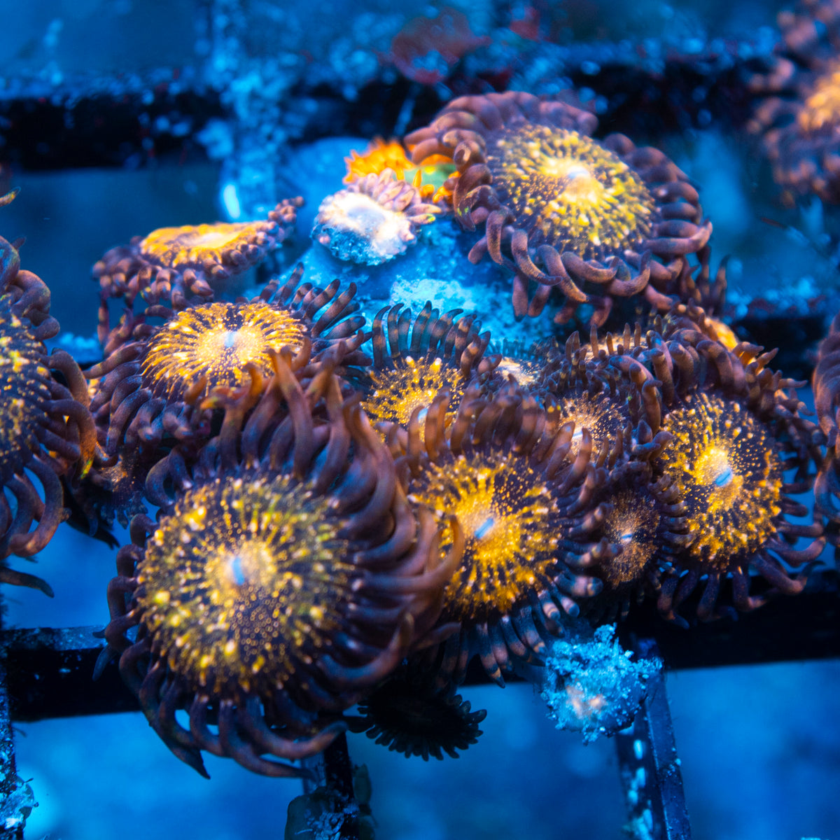 Pandora Zoa live reef coral - AquaGemCorals