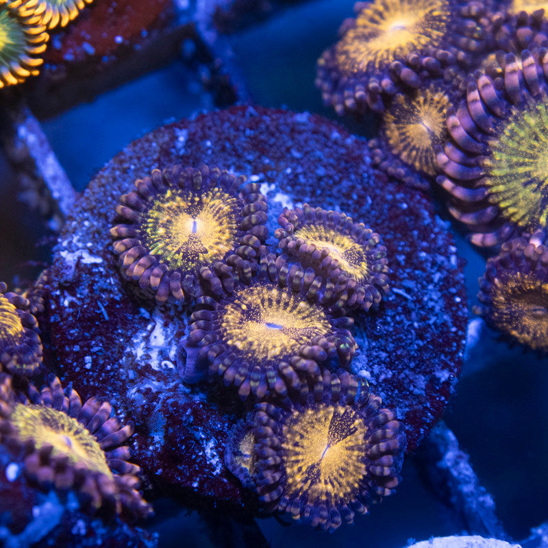 Pandora Zoa - AquaGemCorals