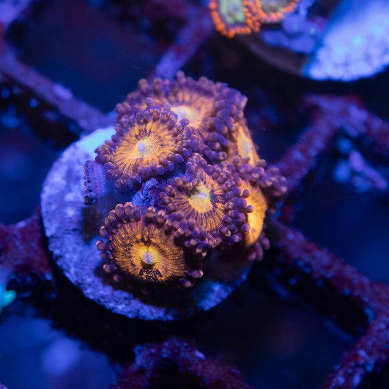 Pandora Zoa - AquaGemCorals