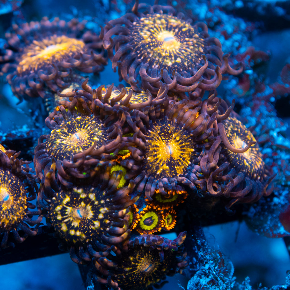 Pandora Zoa live reef coral - AquaGemCorals