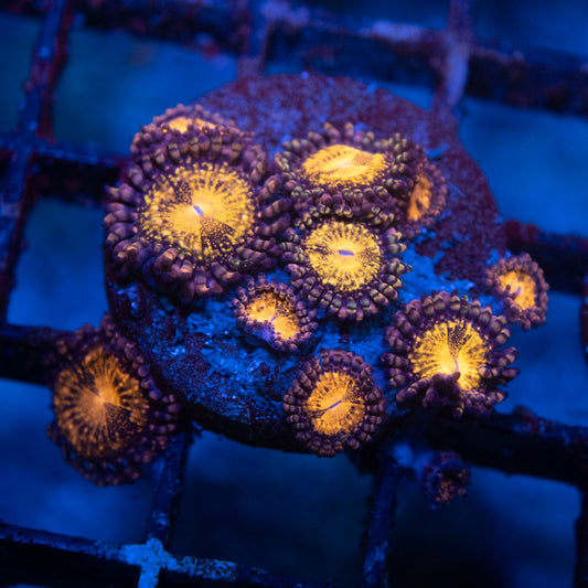 Pandora Zoa - AquaGemCorals