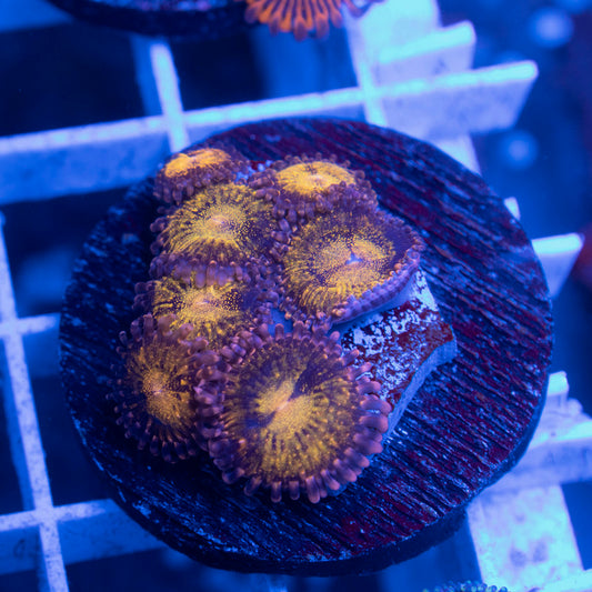 Pandora Zoa - AquaGemCorals