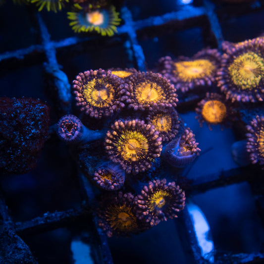 Pandora Zoa