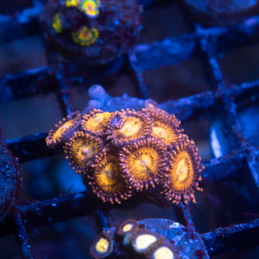 Pandora Zoa