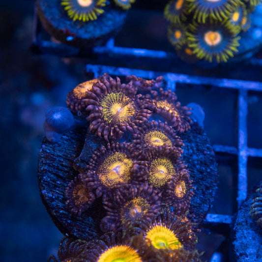 Pandora Zoa