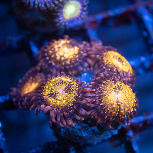 Pandora Zoas  WYSIWYG coral from AquaGemCorals