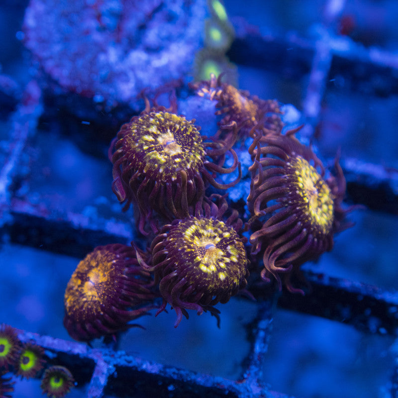 Pandora Zoas WYSIWYG live coral for sale at AquaGemCorals
