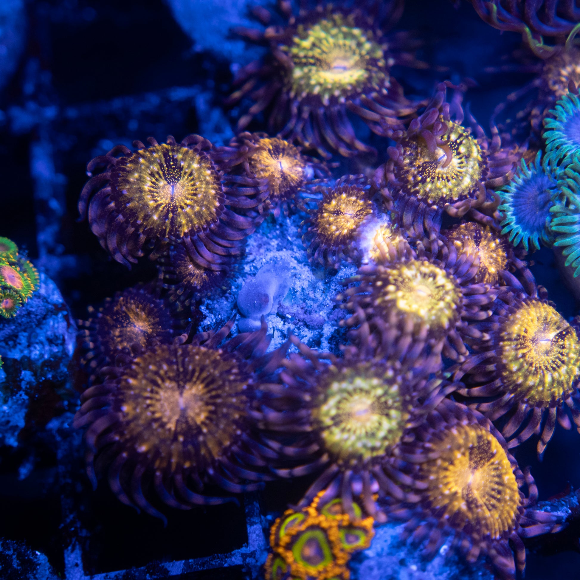 Pandora Zoas WYSIWYG coral from AquaGemCorals