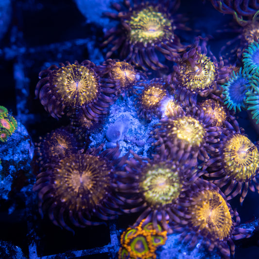 Pandora Zoas WYSIWYG coral from AquaGemCorals