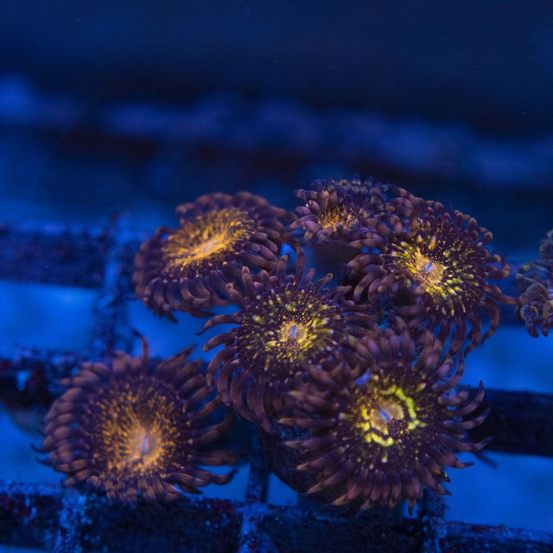 Pandora Zoas WYSIWYG live coral for sale at AquaGemCorals