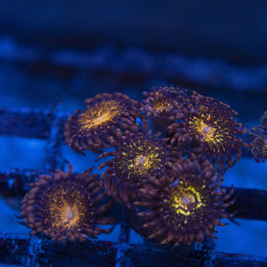 Pandora Zoas WYSIWYG live coral for sale at AquaGemCorals