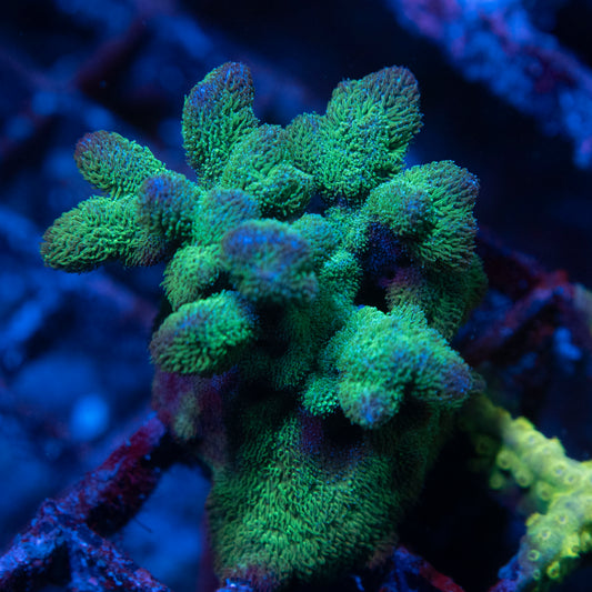 Pavona Coral