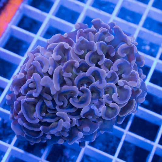 Peach Tip Wall Hammer - AquaGemCorals