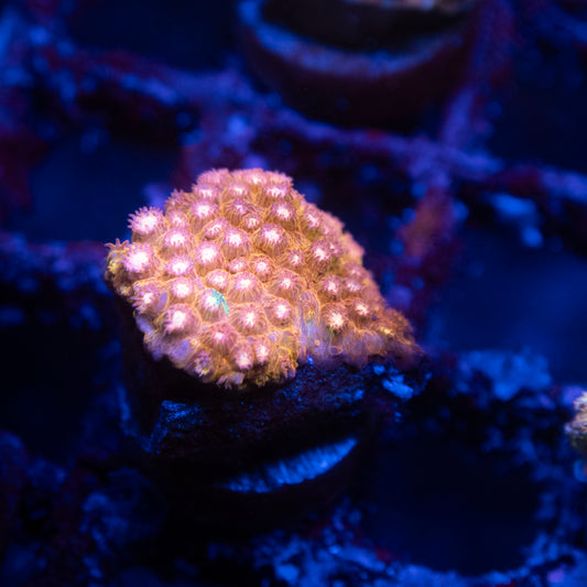 Peppermint Cyphastrea Coral
